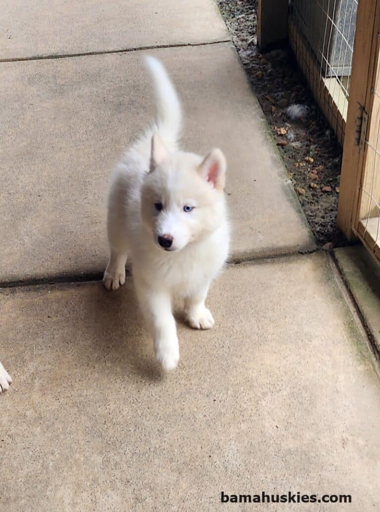 White male husky puppy Siberian Husky Puppies For Sale