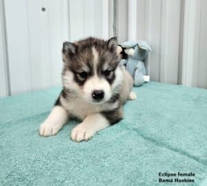 husky puppy for sale