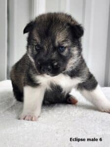 agouti husky puppy for sale