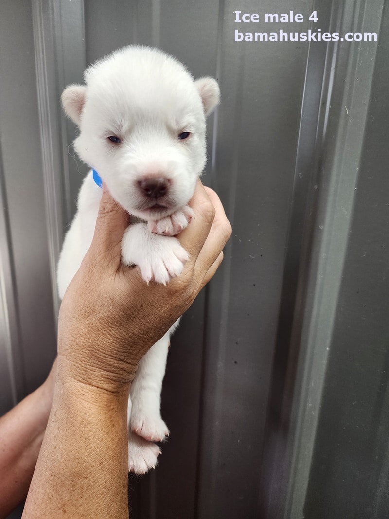 white husky puppy for sale