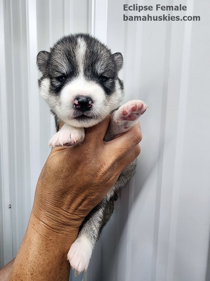 agouti husky puppy for sale