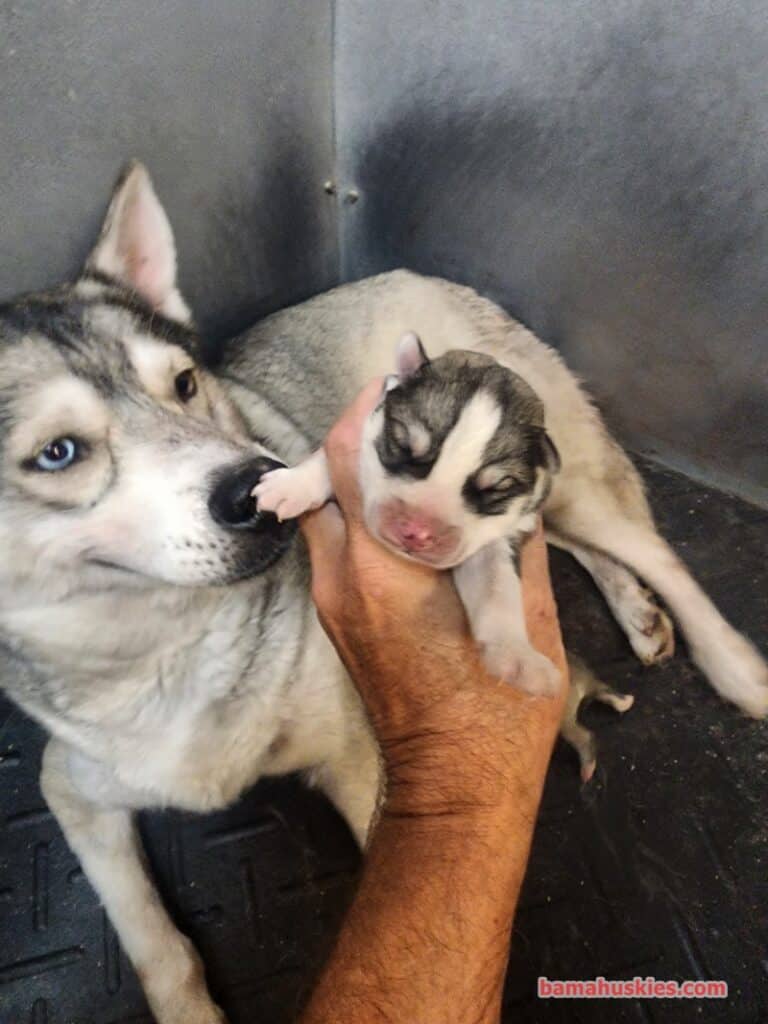 grey and white husky puppies