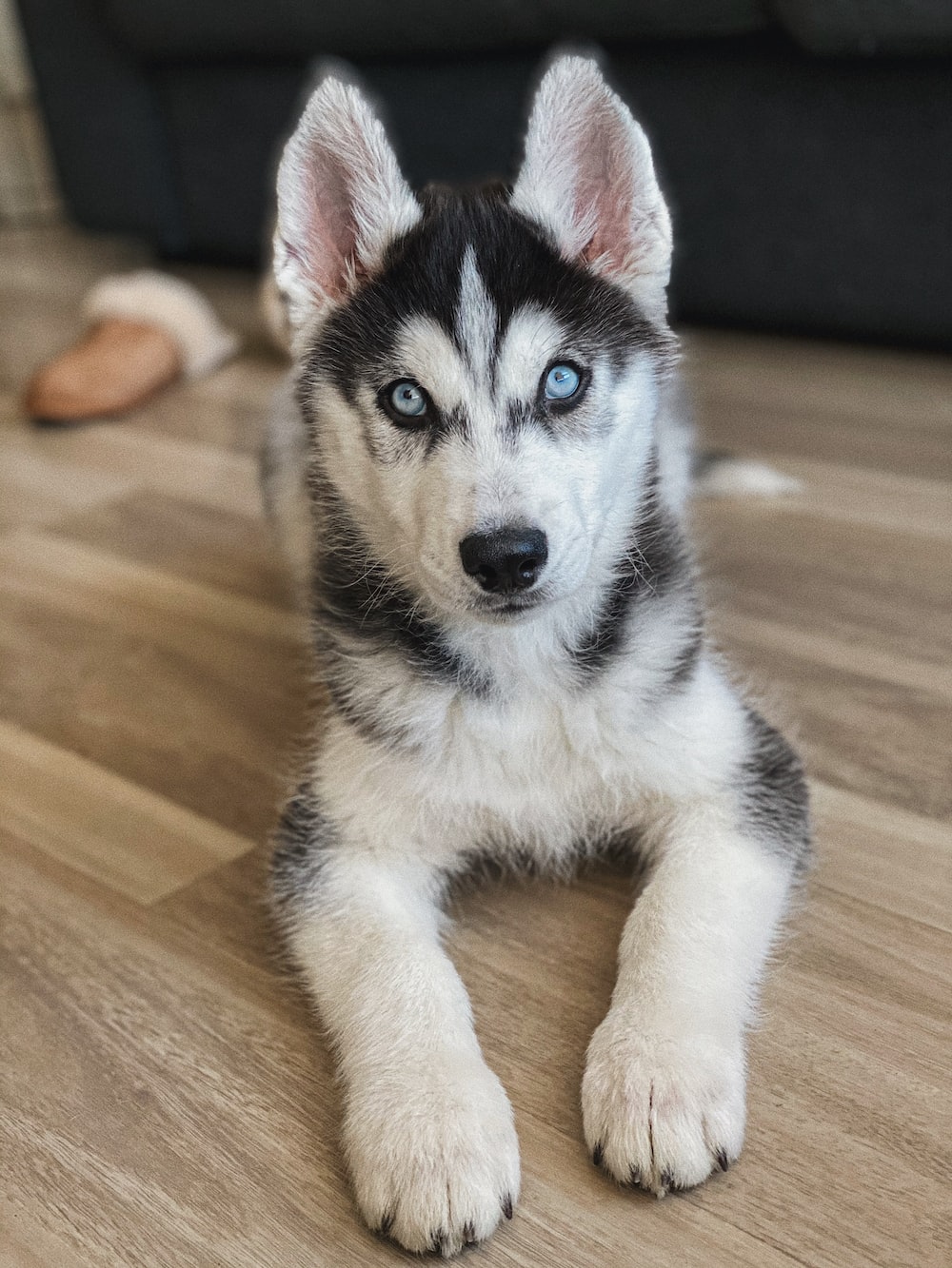 husky puppy for sale
