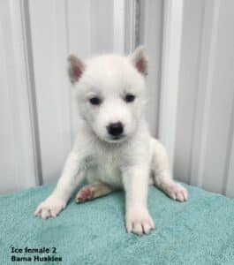 white Siberian husky puppy for sale
