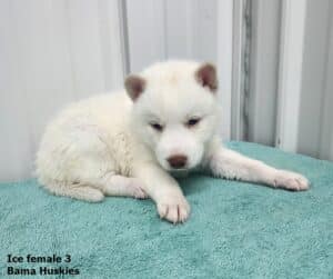 white Siberian husky puppy for sale