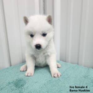 white Siberian husky puppy for sale