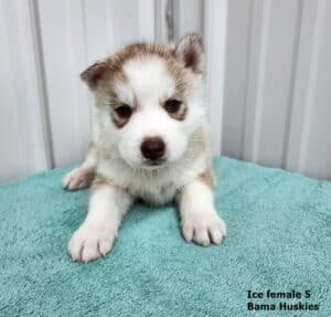 red and white Siberian husky puppy for sale