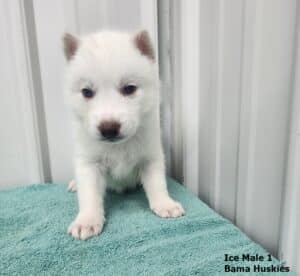white Siberian husky puppy for sale