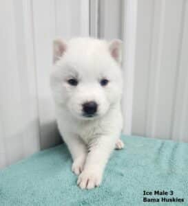 white Siberian husky puppy for sale