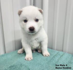 white Siberian husky puppy for sale