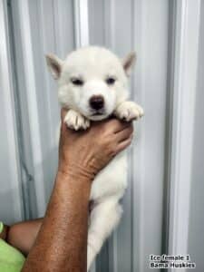 white female husky puppy for sale
