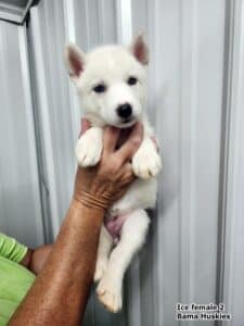 white female husky puppy for sale