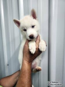 white female husky puppy for sale