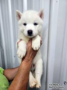 white male husky puppy for sale