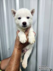 white male husky puppy for sale