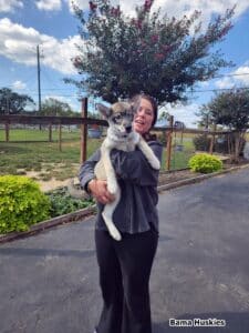 agouti husky puppy for sale