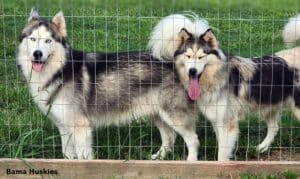 Grey and white Siberian huskies