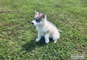 Sable husky puppy for sale