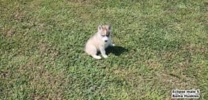 Sable husky puppy for sale