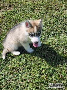 Sable husky puppy for sale