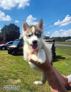 Sable husky puppy for sale