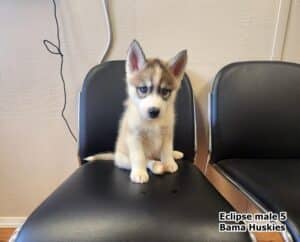 Sable husky puppy for sale