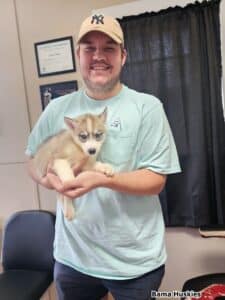 sable husky puppy for sale