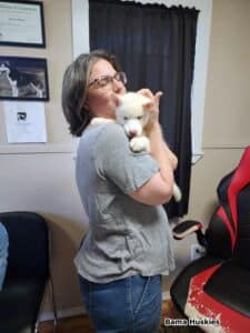 white husky puppy for sale