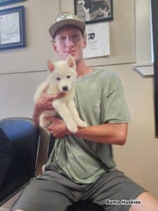 white husky puppy for sale
