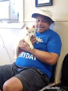 white husky puppy for sale