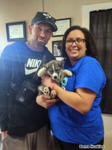 agouti husky puppy for sale