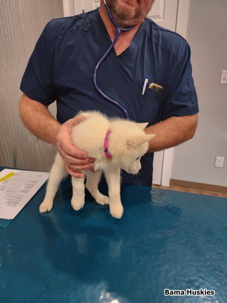 husky puppy getting a health check at the vet office
