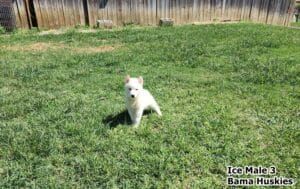 white husky puppy for sale
