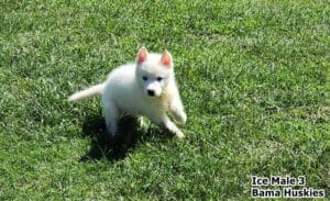 white husky puppy for sale