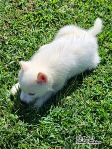 white husky puppy for sale
