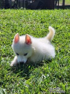 white husky puppy for sale