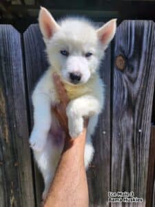 white husky puppy for sale