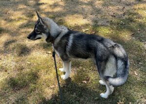 agouti husky puppy