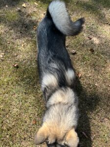 agouti husky puppy