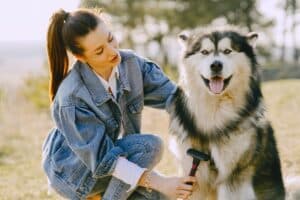  ultimate guide to grooming your Siberian Husky
