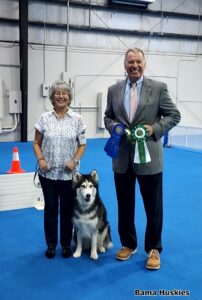 Genetic health tested husky means better quality dogs
