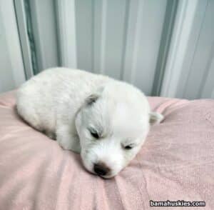 white husky puppy for sale