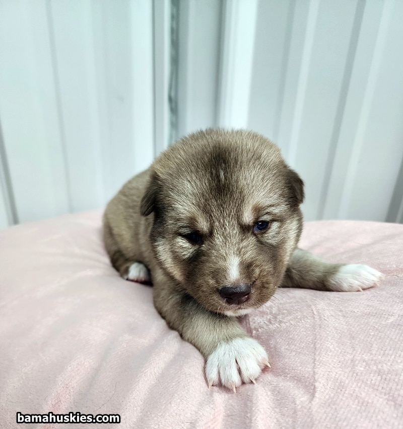 dark copper husky puppy for sale