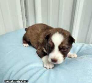 dark copper husky puppy for sale