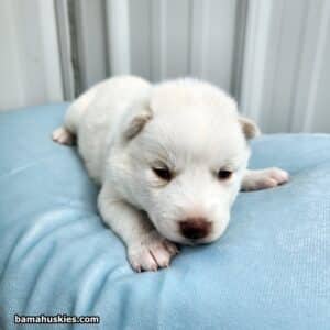 white husky puppy for sale