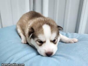 banded copper husky puppy for sale