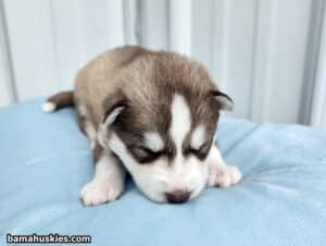 banded copper husky puppy for sale