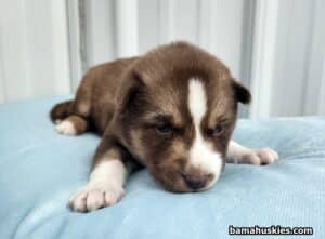 dark copper husky puppy for sale