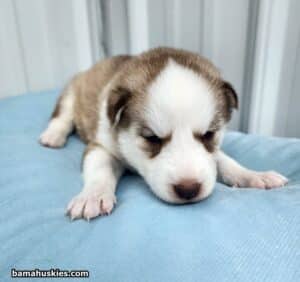 banded copper husky puppy for sale