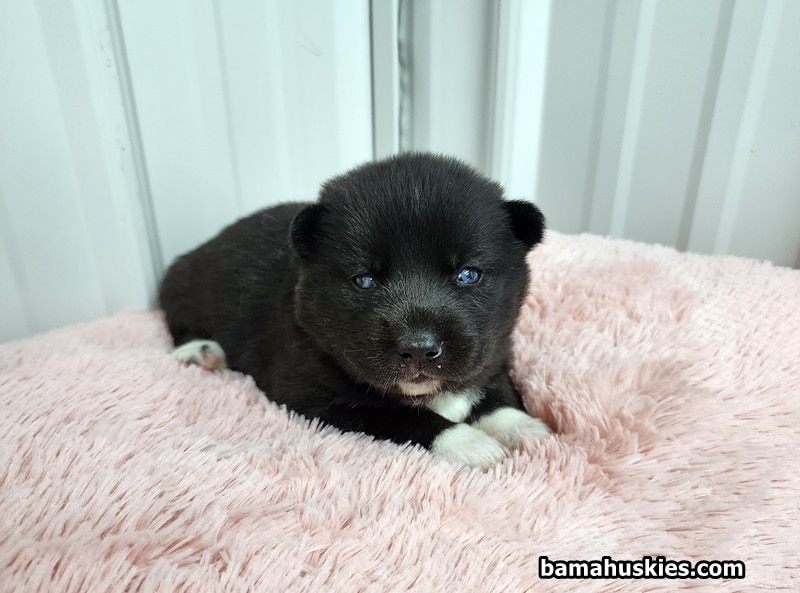 solid black husky puppy for sale